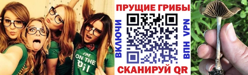Галлюциногенные грибы Cubensis  Чистополь 